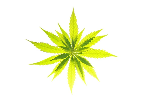 Kannabisz levél zöld levelek marihuána — Stock Fotó