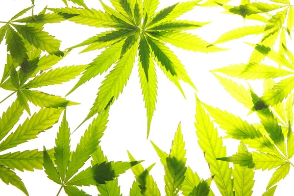 Esrar esrar yaprak yeşil yaprakları