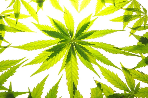 Esrar esrar yaprak yeşil yaprakları