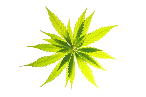Cannabis blad gröna löv marijuana — Stockfoto