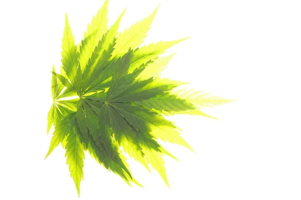 Cannabis Blad Groene Bladeren Marihuana — Stockfoto