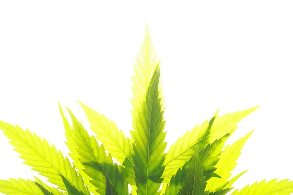 大麻叶绿叶大麻 — 图库照片