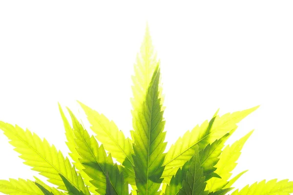 Foglie Cannabis Foglie Verdi Marijuana — Foto Stock