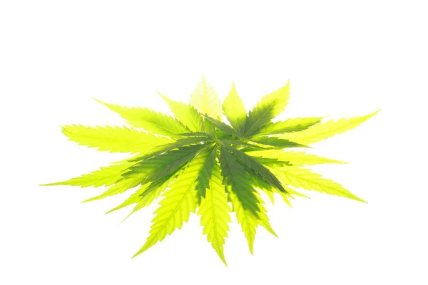 Foglie di cannabis foglie verdi marijuana — Foto Stock