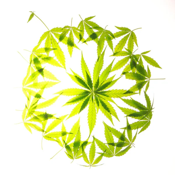 Esrar esrar yaprak yeşil yaprakları