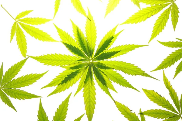 Zielony liść konopi indyjskich liść marihuana — Zdjęcie stockowe