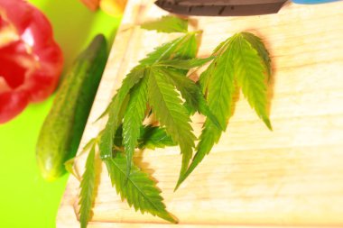 Taze kenevir salata hazırlık için bırakır. Tıbbi esrar