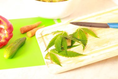 Taze kenevir salata hazırlık için bırakır. Tıbbi esrar