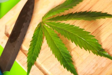 Taze kenevir salata hazırlık için bırakır. Tıbbi esrar