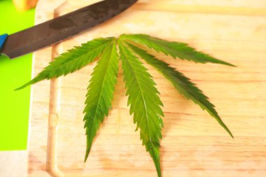 Taze kenevir salata hazırlık için bırakır. Tıbbi esrar