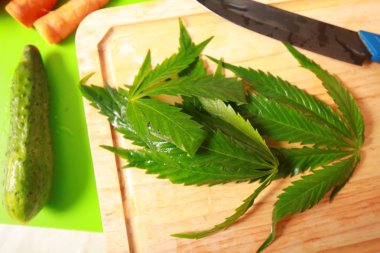 Taze kenevir salata hazırlık için bırakır. Tıbbi esrar