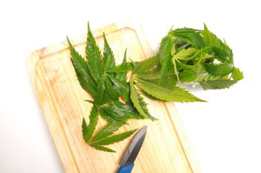 Taze kenevir salata hazırlık için bırakır. Tıbbi esrar