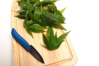 Taze kenevir salata hazırlık için bırakır. Tıbbi esrar