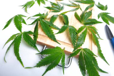 Taze kenevir salata hazırlık için bırakır. Tıbbi esrar