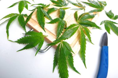 Taze kenevir salata hazırlık için bırakır. Tıbbi esrar