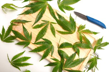 Taze kenevir salata hazırlık için bırakır. Tıbbi esrar