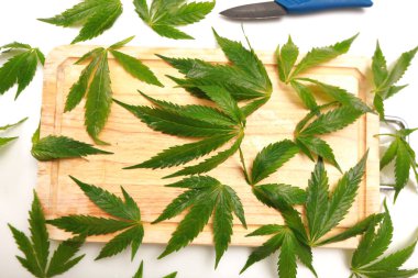 Taze kenevir salata hazırlık için bırakır. Tıbbi esrar