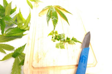 Taze kenevir salata hazırlık için bırakır. Tıbbi esrar