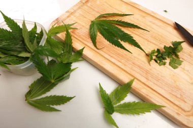 Taze kenevir salata hazırlık için bırakır. Tıbbi esrar