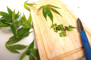 Taze kenevir salata hazırlık için bırakır. Tıbbi esrar