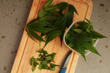 Taze kenevir salata hazırlık için bırakır. Tıbbi esrar