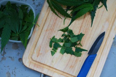 Taze kenevir salata hazırlık için bırakır. Tıbbi esrar