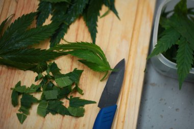 Taze kenevir salata hazırlık için bırakır. Tıbbi esrar