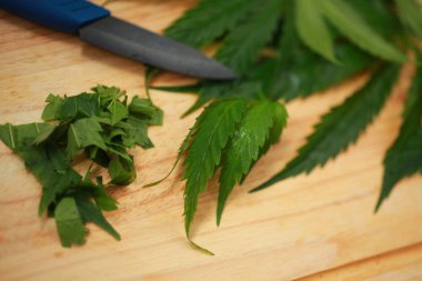 Taze kenevir salata hazırlık için bırakır. Tıbbi esrar