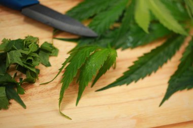 Taze kenevir salata hazırlık için bırakır. Tıbbi esrar