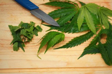 Taze kenevir salata hazırlık için bırakır. Tıbbi esrar