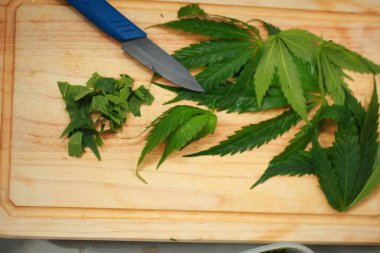 Taze kenevir salata hazırlık için bırakır. Tıbbi esrar