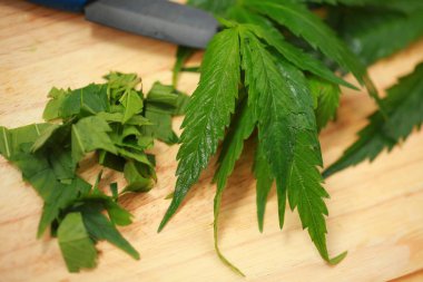 Taze kenevir salata hazırlık için bırakır. Tıbbi esrar