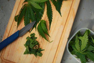 Taze kenevir salata hazırlık için bırakır. Tıbbi esrar