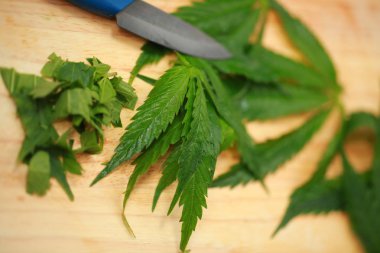 Taze kenevir salata hazırlık için bırakır. Tıbbi esrar