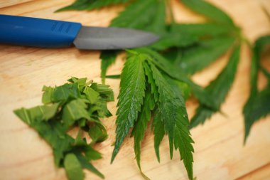 Taze kenevir salata hazırlık için bırakır. Tıbbi esrar