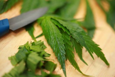 Taze kenevir salata hazırlık için bırakır. Tıbbi esrar