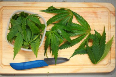 Taze kenevir salata hazırlık için bırakır. Tıbbi esrar