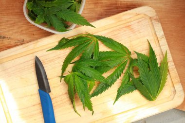 Taze kenevir salata hazırlık için bırakır. Tıbbi esrar