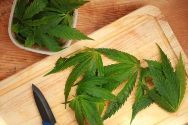 Taze kenevir salata hazırlık için bırakır. Tıbbi esrar