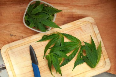 Taze kenevir salata hazırlık için bırakır. Tıbbi esrar