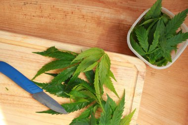 Taze kenevir salata hazırlık için bırakır. Tıbbi esrar