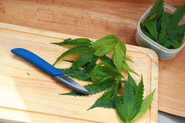 Taze kenevir salata hazırlık için bırakır. Tıbbi esrar