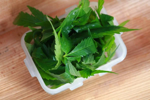 Feuilles de chanvre fraîches pour la préparation des salades. Le cannabis médical — Photo
