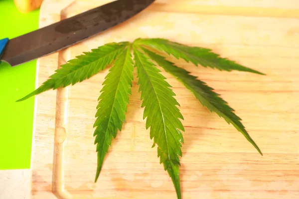 Taze kenevir salata hazırlık için bırakır. Tıbbi esrar