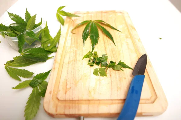 Свежие листья конопли для приготовления салата. Медицинская марихуана — стоковое фото