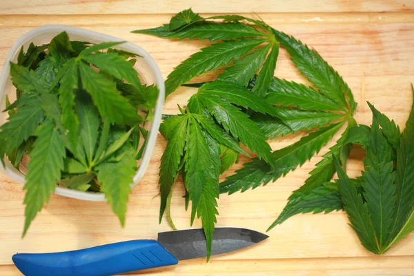 Taze kenevir salata hazırlık için bırakır. Tıbbi esrar