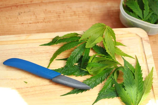 Taze kenevir salata hazırlık için bırakır. Tıbbi esrar