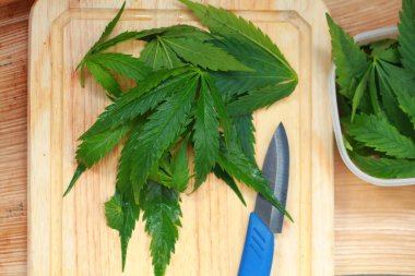 Taze kenevir salata hazırlık için bırakır. Tıbbi esrar