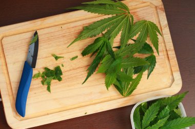 Taze kenevir salata hazırlık için bırakır. Tıbbi esrar