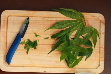 Taze kenevir salata hazırlık için bırakır. Tıbbi esrar